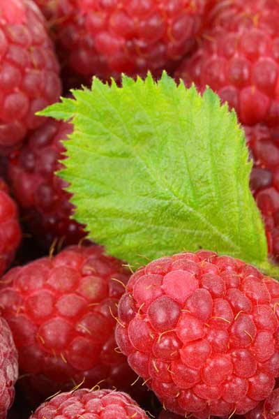 Kişiye Özel Online Diyet